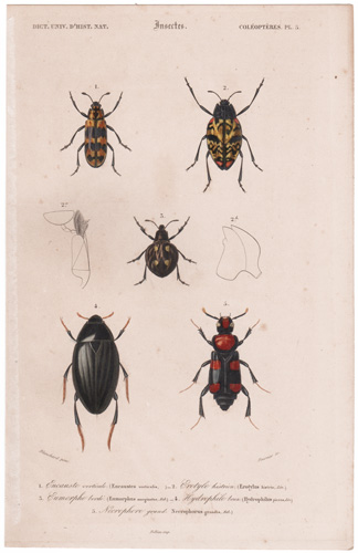 Antique prints of beetles, bees, wasps, etc.